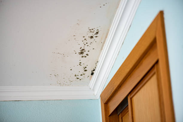 Best Toxic Mold Removal  in Elmore, OH