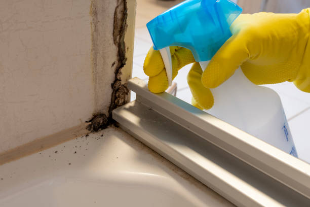 Best Black Mold Removal  in Elmore, OH