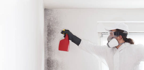 Home Mold Removal in Elmore, OH