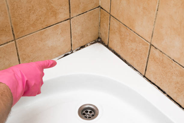 Office Mold Removal Services in Elmore, OH